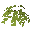 Bush