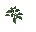 Huge plant