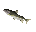 Leaping trout