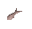 Sardine