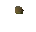 Yew seed