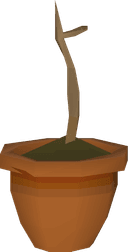 Yew sapling