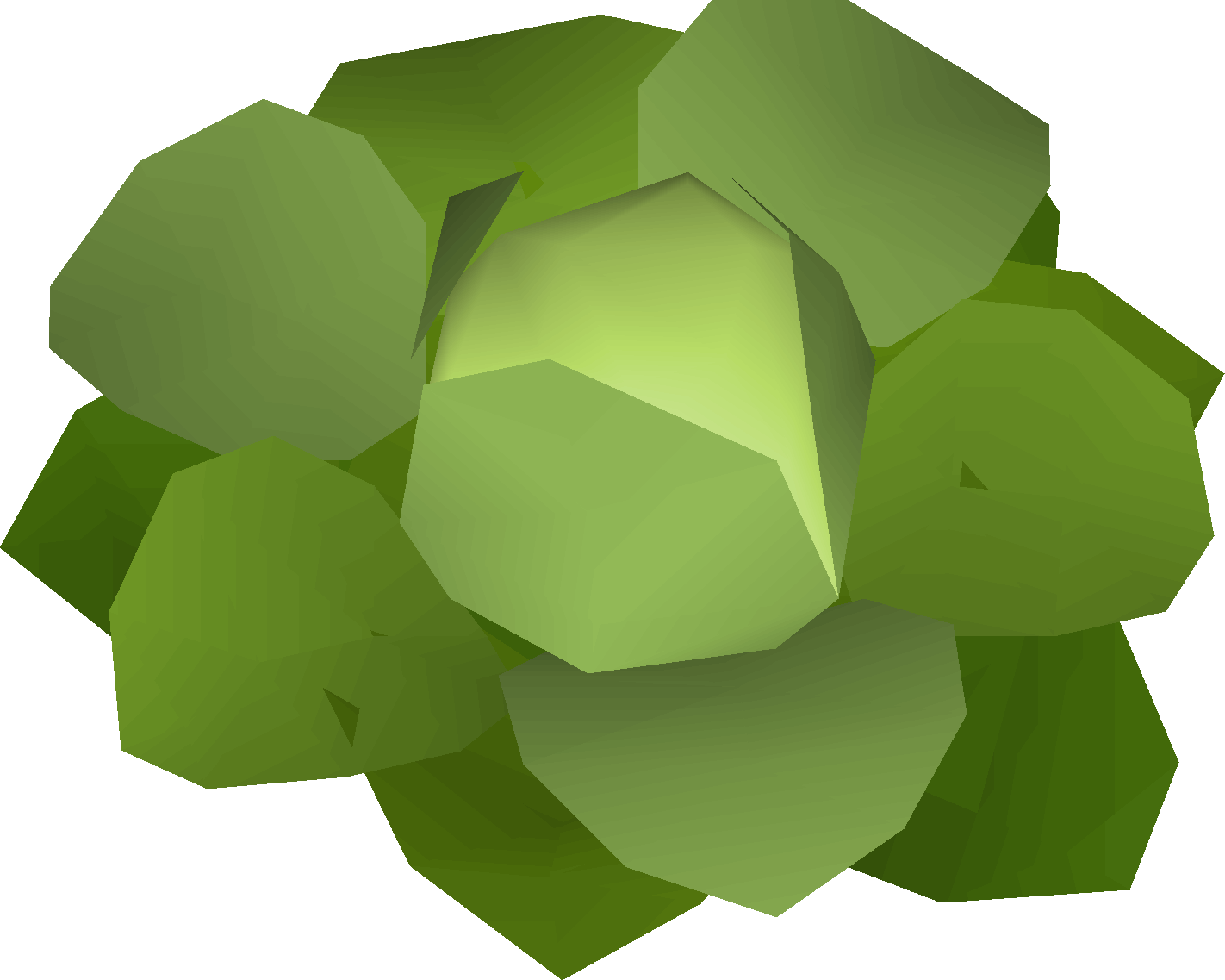 Cabbage