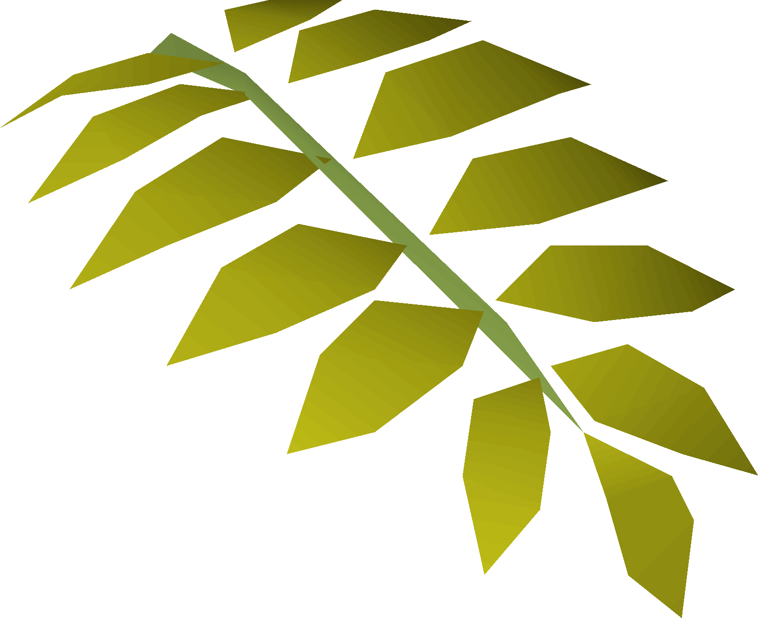 Curry leaf