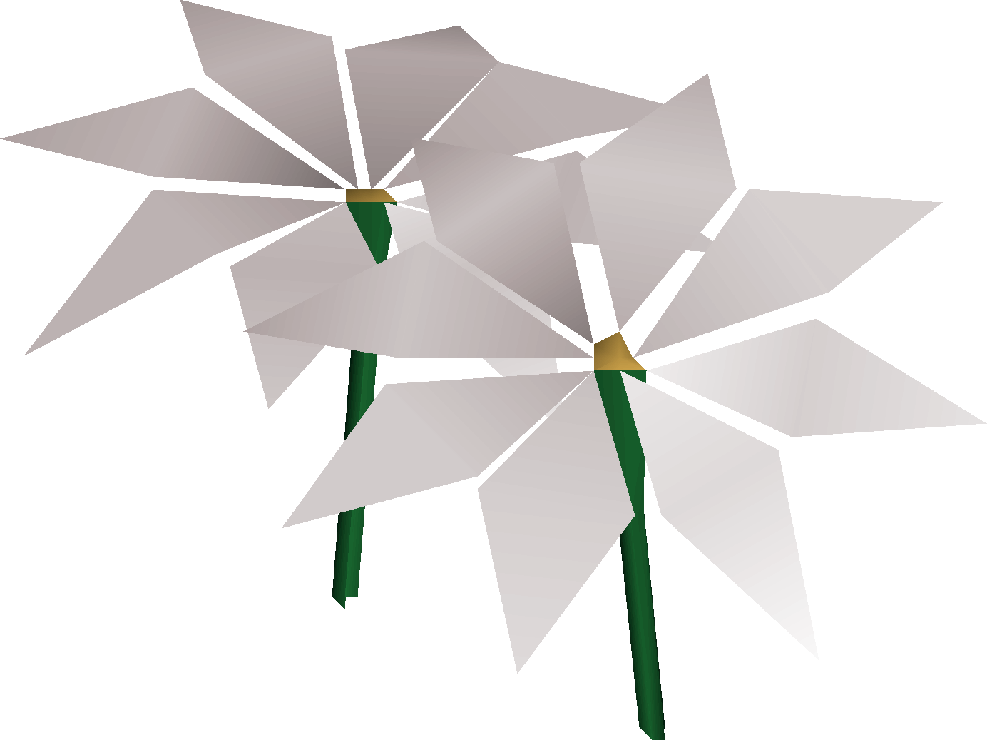 Lily of the sands
