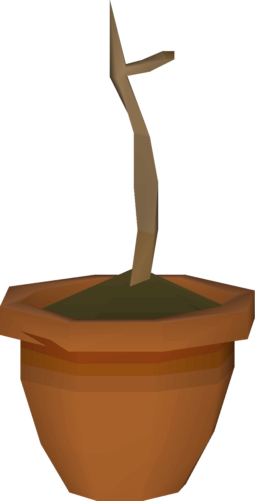 Redwood sapling