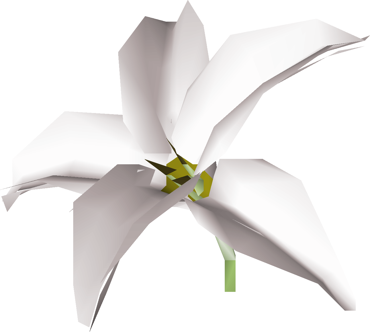 White lily