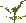 Fern