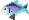 Raw rainbow fish