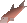 Raw salmon